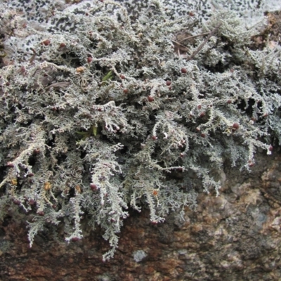 Stereocaulon ramulosum