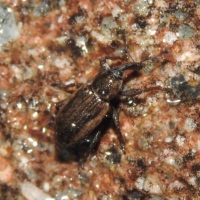 Steriphus murinus