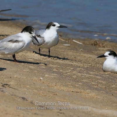 Sterna hirundo