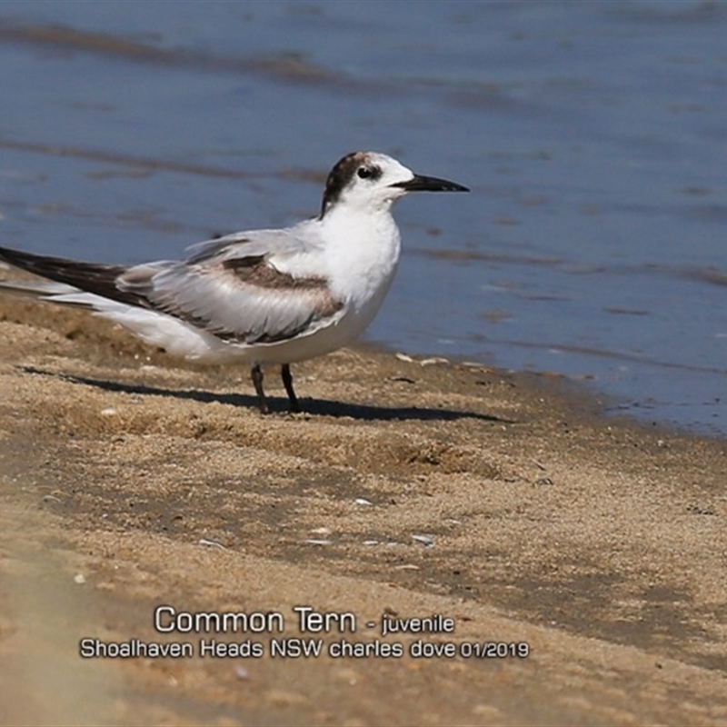 Sterna hirundo