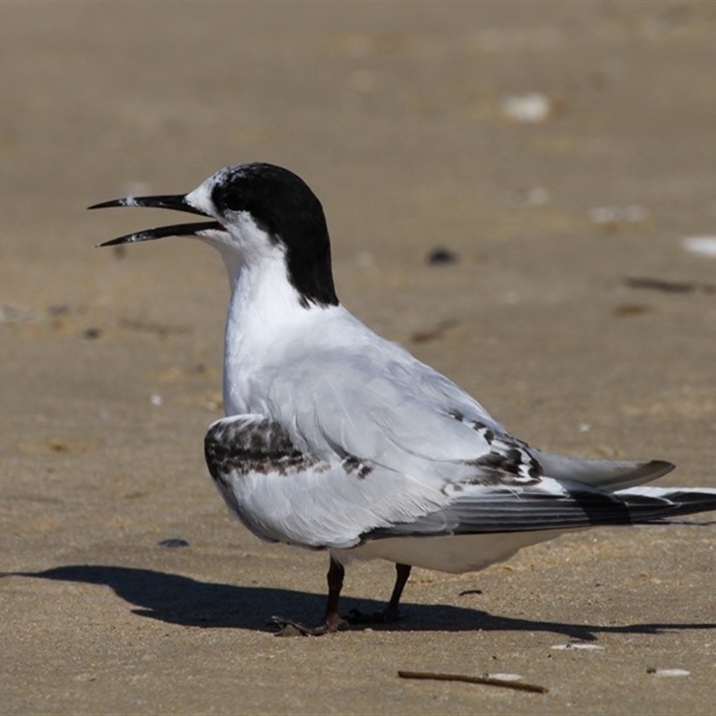 Sterna striata