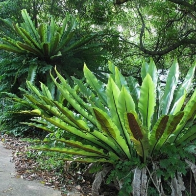 Asplenium australasicum