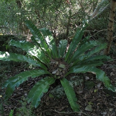 Asplenium australasicum