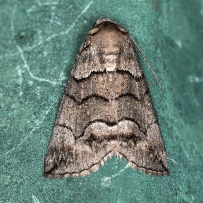 Stibaroma undescribed species sp.(2) (MoV, Part 5)