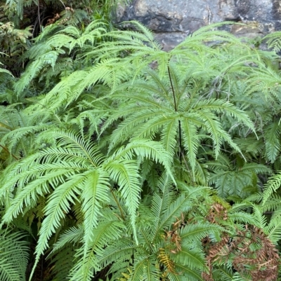 Sticherus flabellatus var. flabellatus