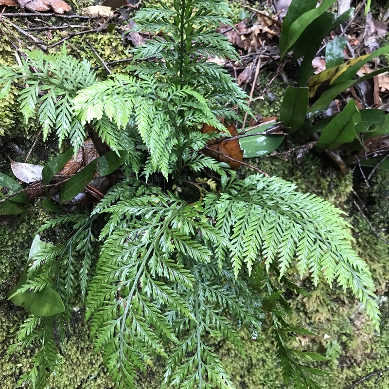 Asplenium bulbiferum