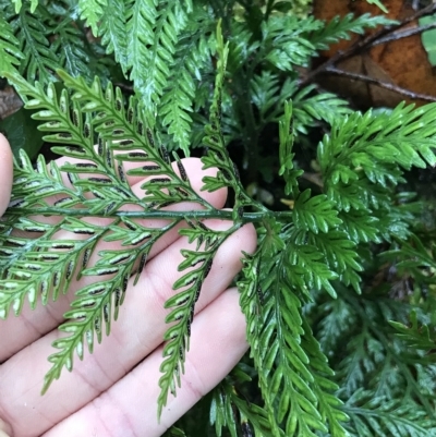 Asplenium bulbiferum