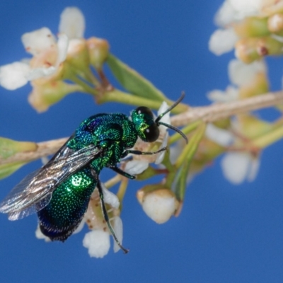 Stilbum cyanurum