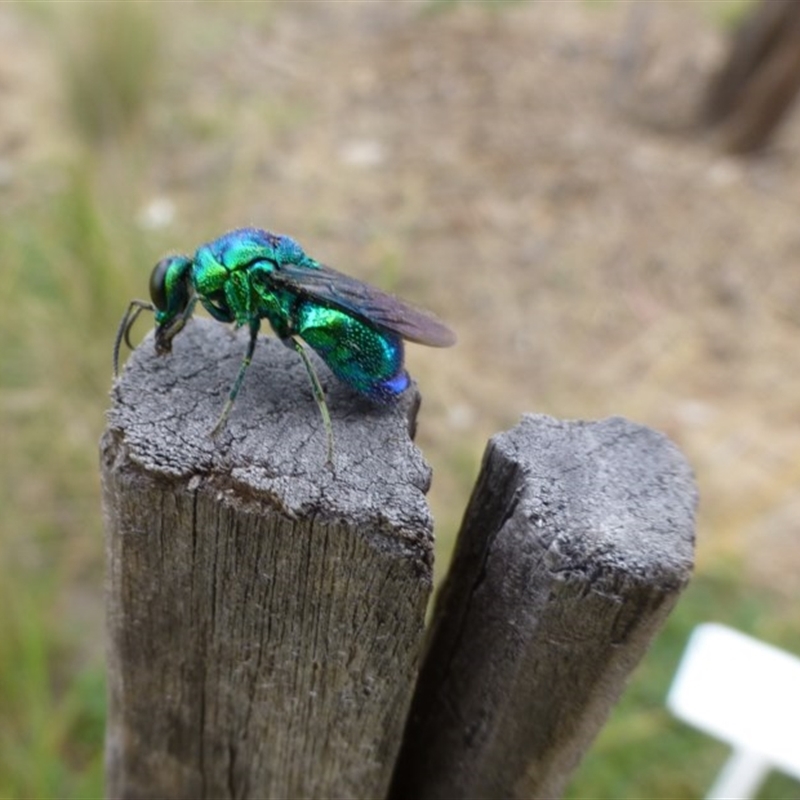 Stilbum cyanurum