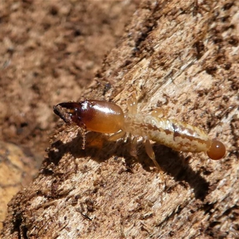 Stolotermes victoriensis