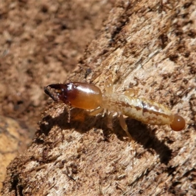 Stolotermes victoriensis