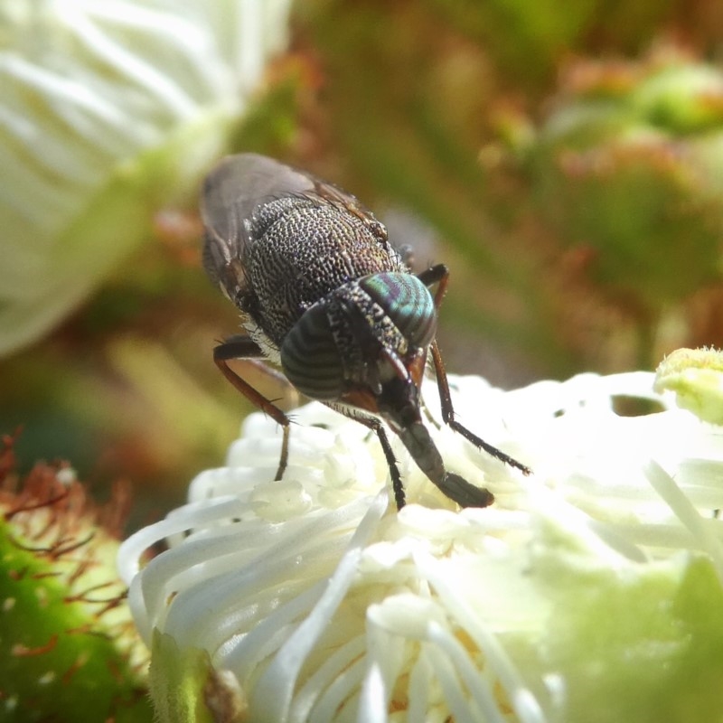 Stomorhina sp. (genus)