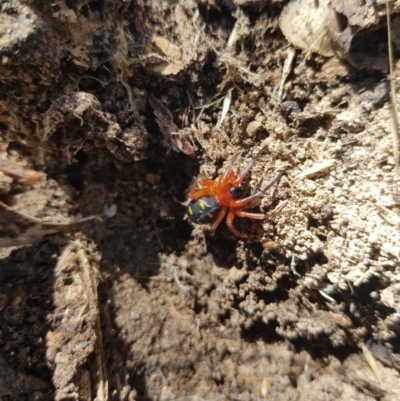 Storena formosa