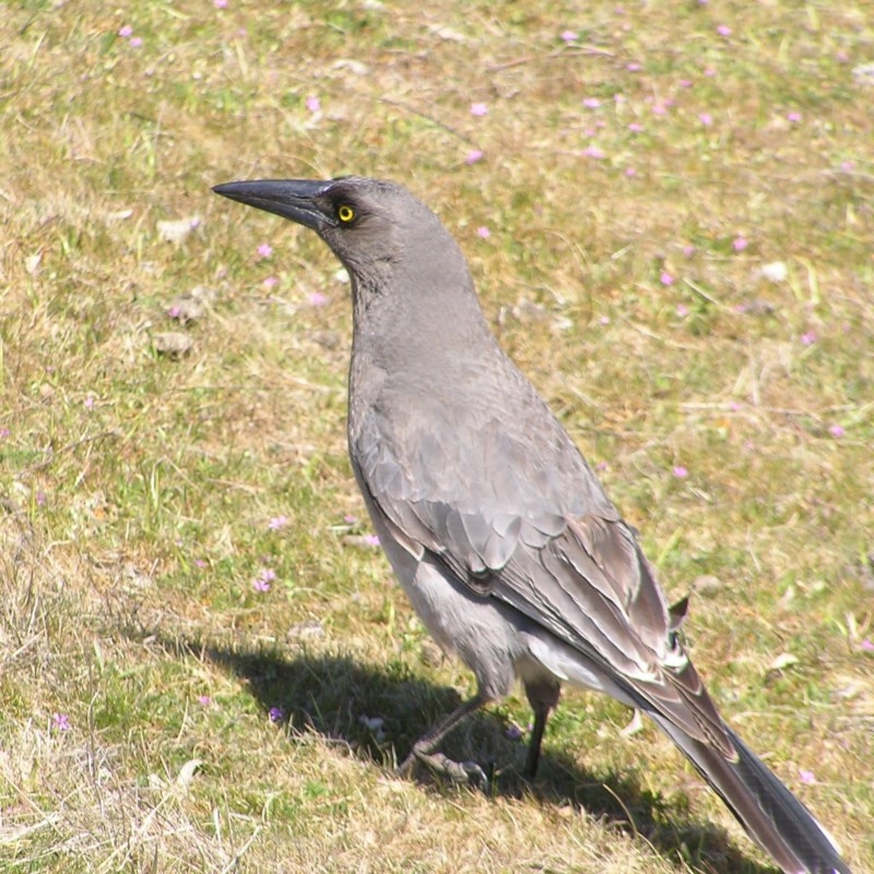 Strepera versicolor