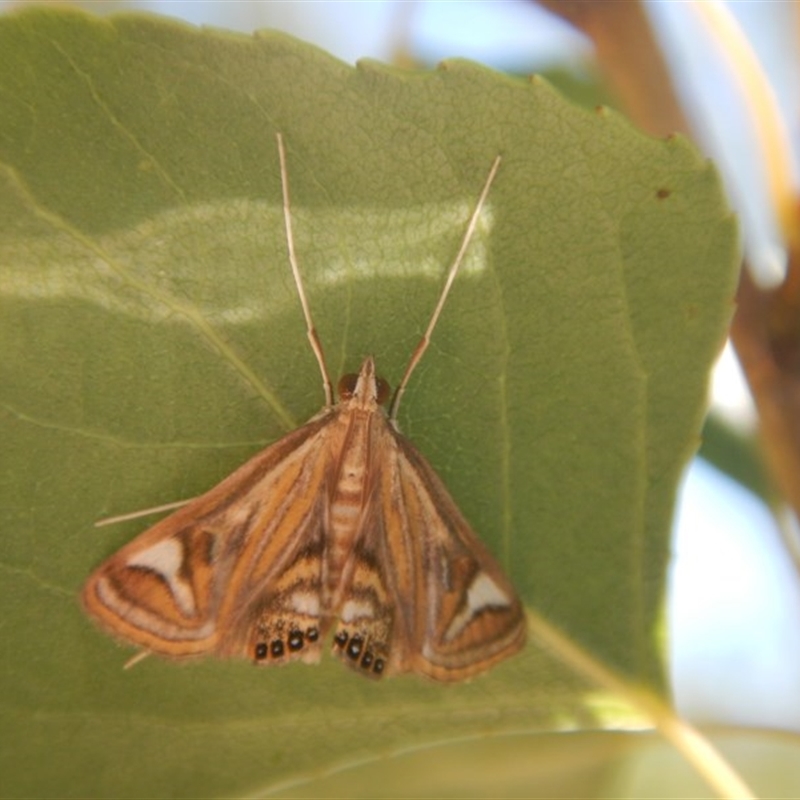 Strepsinoma foveata