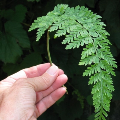 Asplenium gracillimum