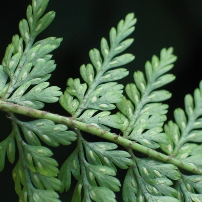 Asplenium gracillimum