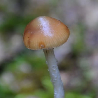 Stropharia sp.