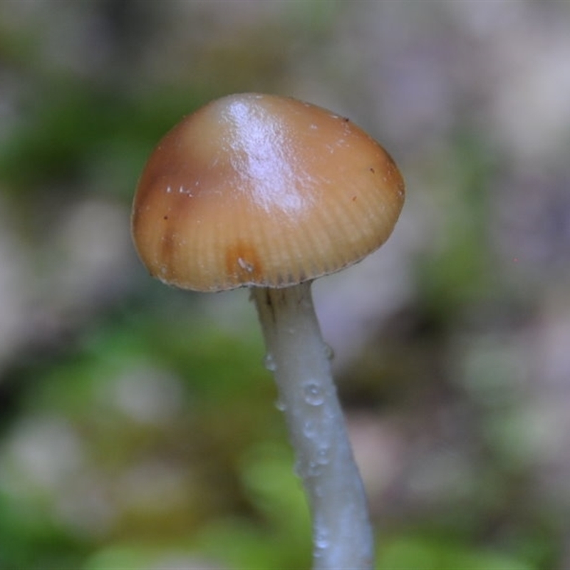 Stropharia sp.