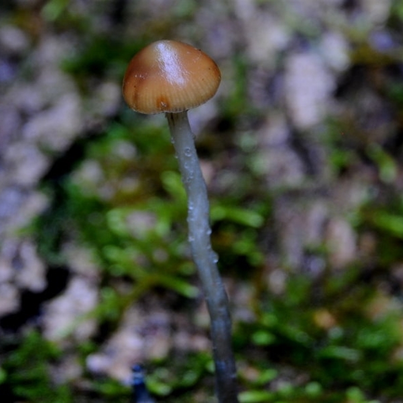 Stropharia sp.