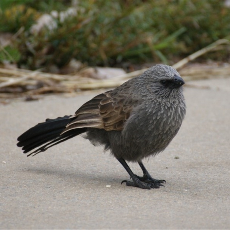 Struthidea cinerea