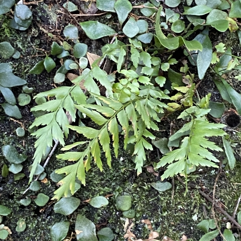 Asplenium polyodon