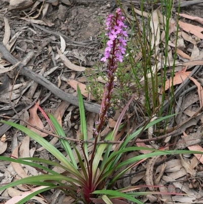 Stylidium armeria