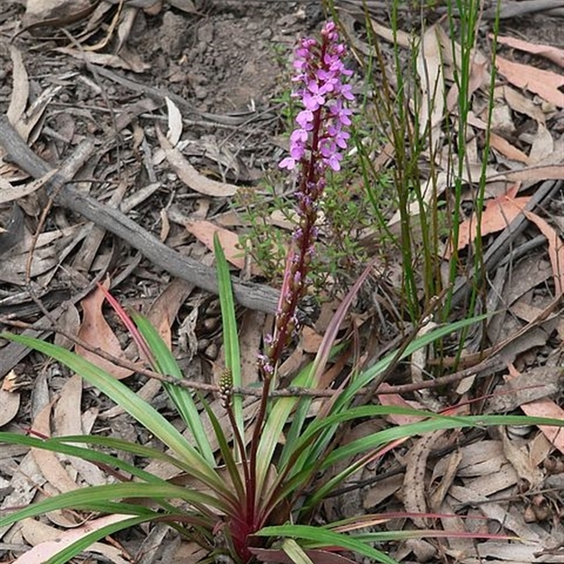 Stylidium armeria