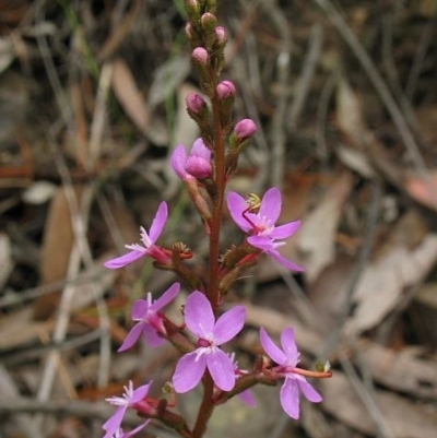 Stylidium armeria