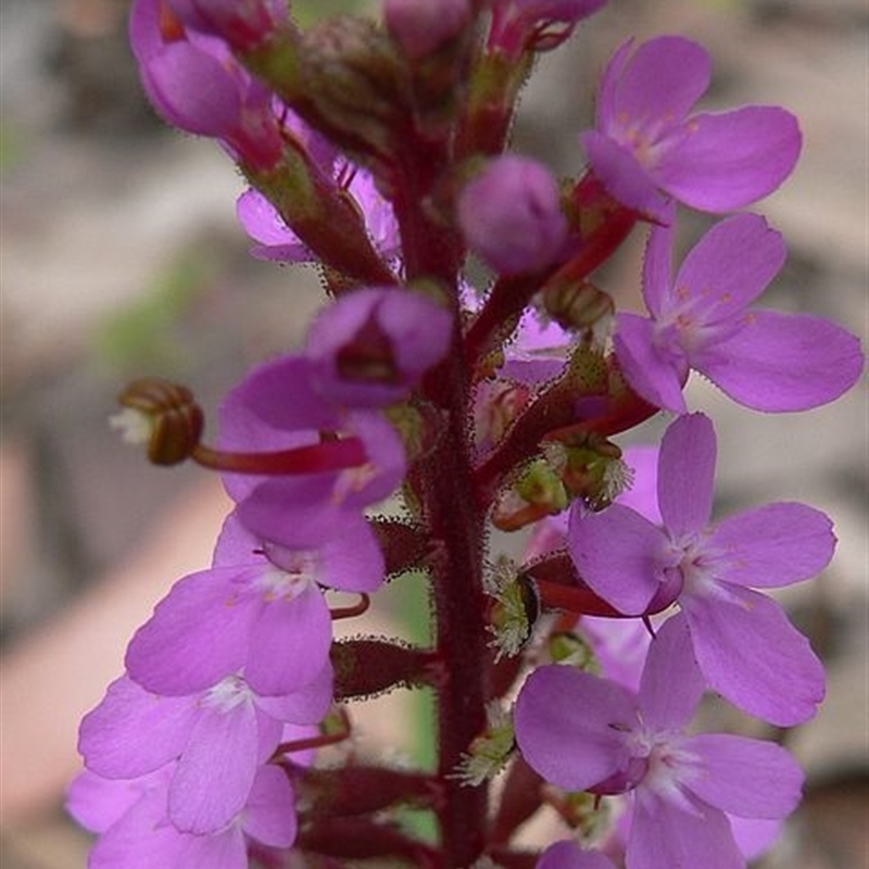 Stylidium armeria