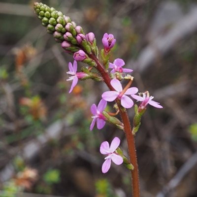 Stylidium armeria subsp. armeria