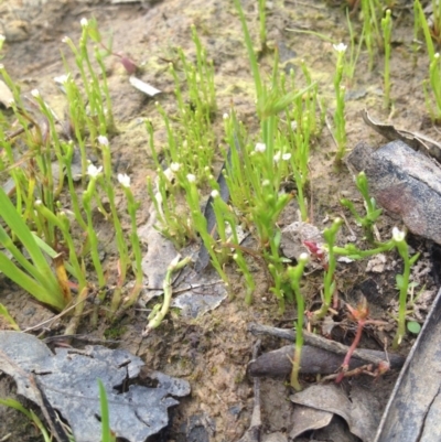 Stylidium despectum