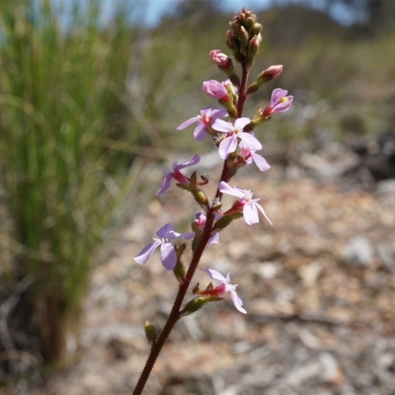 Stylidium graminifolium