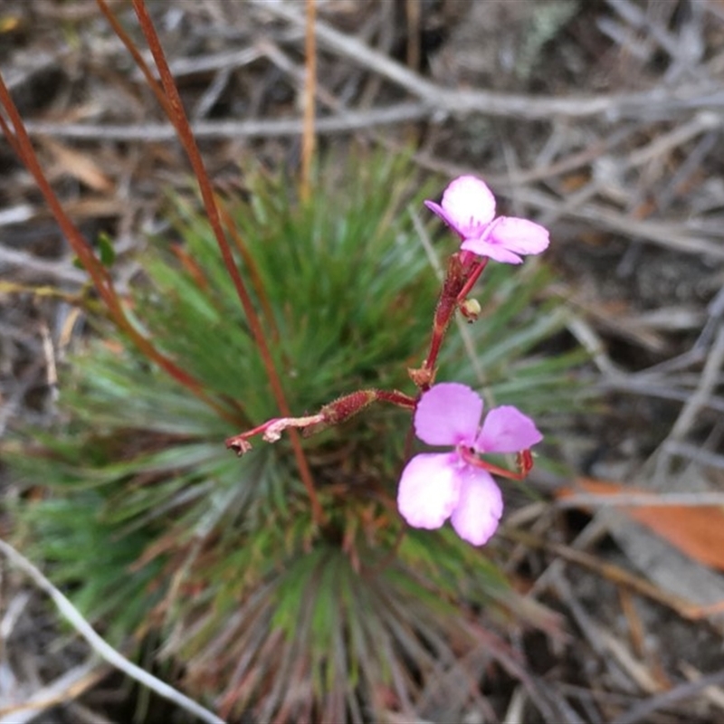 Stylidium lineare