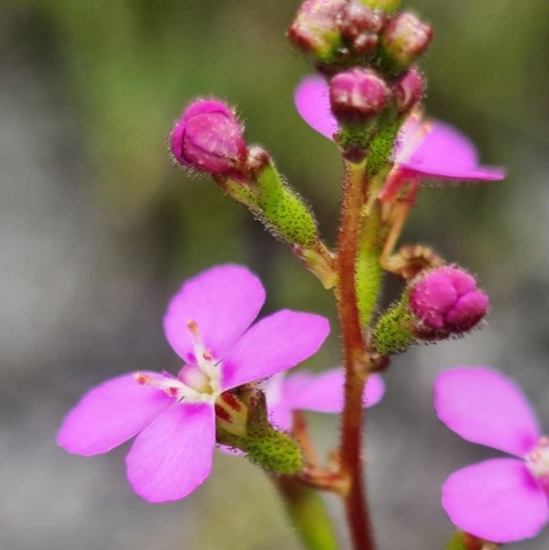 Stylidium lineare