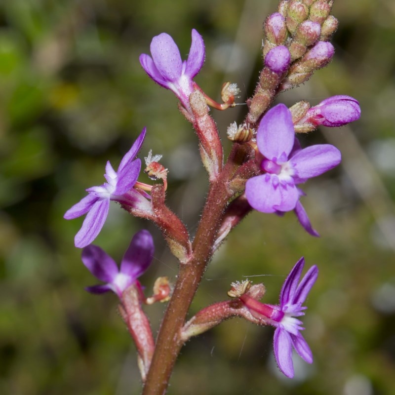 Stylidium montanum