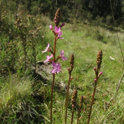 Stylidium montanum