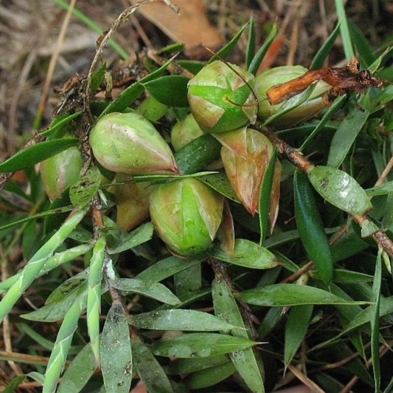 Styphelia adscendens