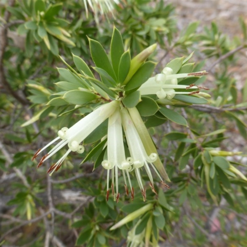 Styphelia triflora