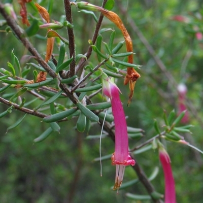 Styphelia tubiflora