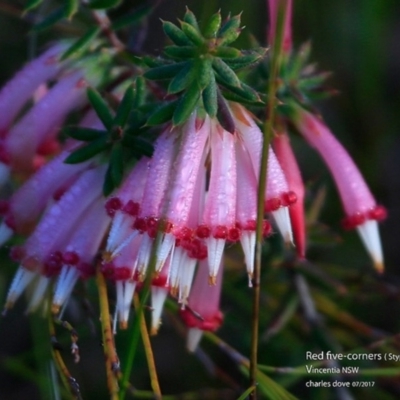 Styphelia tubiflora