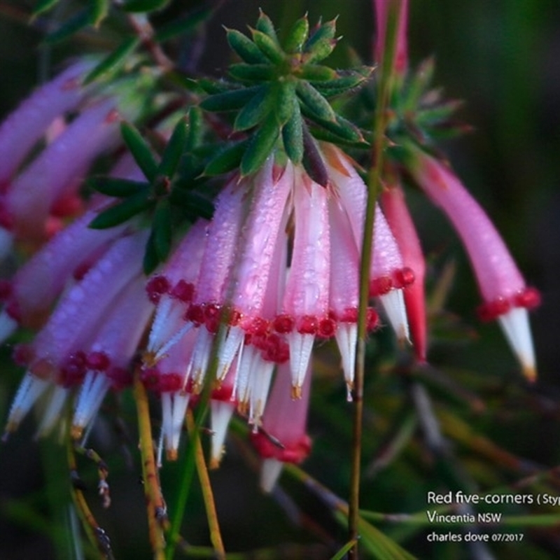 Styphelia tubiflora