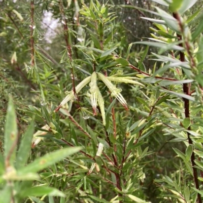 Styphelia viridis subsp. viridis