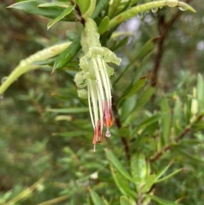 Styphelia viridis subsp. viridis