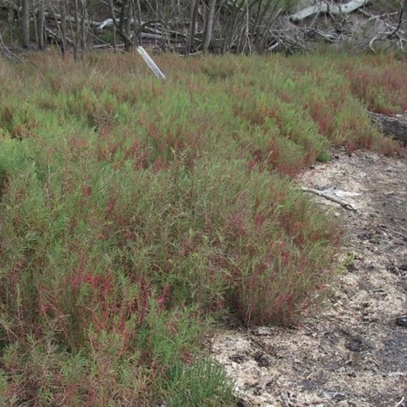 Suaeda australis