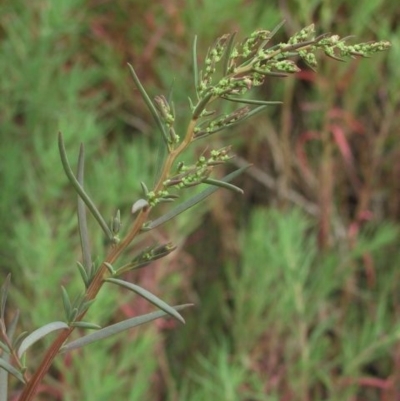 Suaeda australis