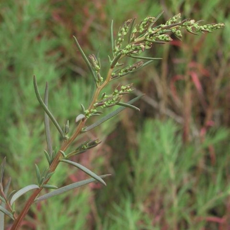 Suaeda australis