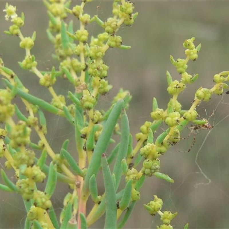 Suaeda australis