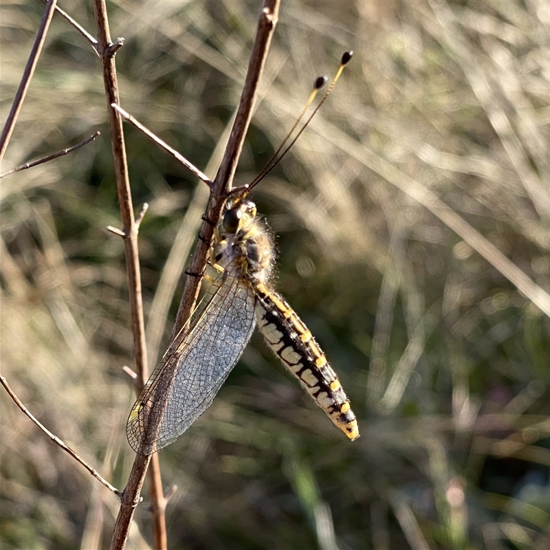 Suhpalacsa flavipes