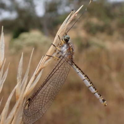 Suhpalacsa sp. (genus)